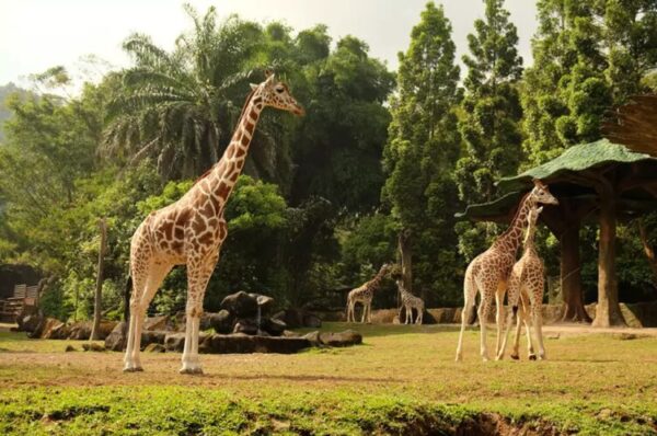 5 Tips Liburan ke Taman Safari Bogor bagi Pemula